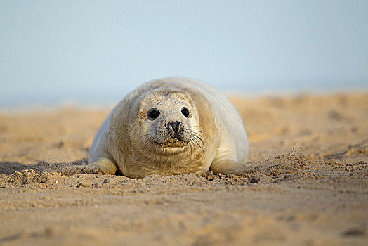灰海豹,幼仔,沙滩,诺福克,英国