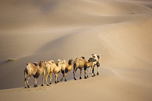 巴克特里亚,骆驼,沙漠,新疆,中国