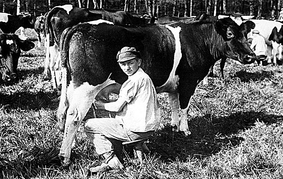 农业,男人,挤奶,母牛,20世纪20年代,精准,地点,未知,德国,欧洲