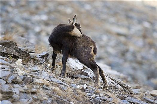 岩羚羊,臆羚,大帕拉迪索国家公园,意大利