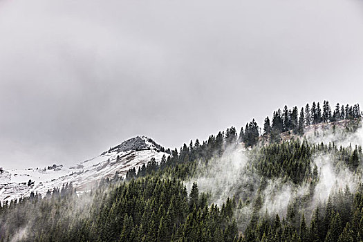 风景,树林,雾气,雪山,德国