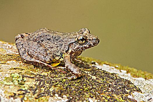 青蛙,栖息,苔藓,枝条,亚马逊地区,厄瓜多尔