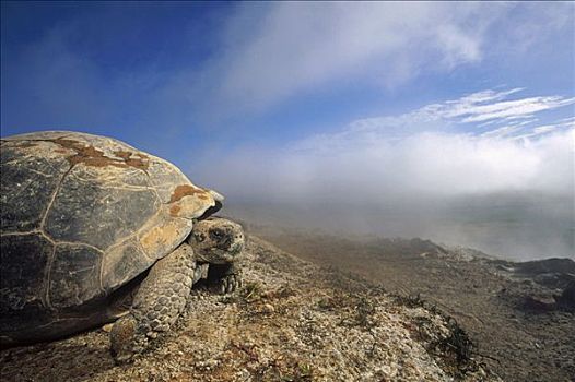 加拉帕戈斯巨龟,加拉帕戈斯象龟,远眺,火山口,蒸汽,喷气孔,阿尔斯多火山,伊莎贝拉岛,加拉帕戈斯群岛,厄瓜多尔