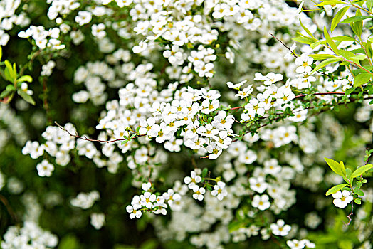 小白花喷雪花