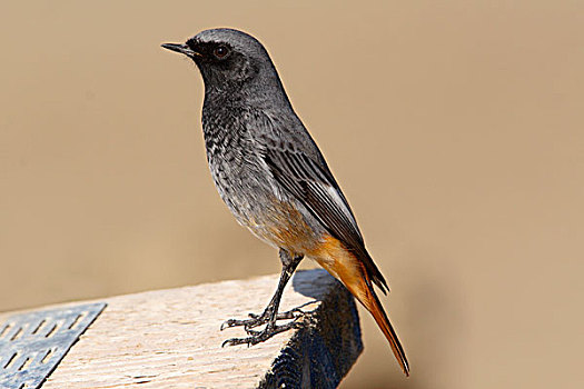 黑色,橙尾鸲莺,赭红尾鸲,乌得勒支,荷兰