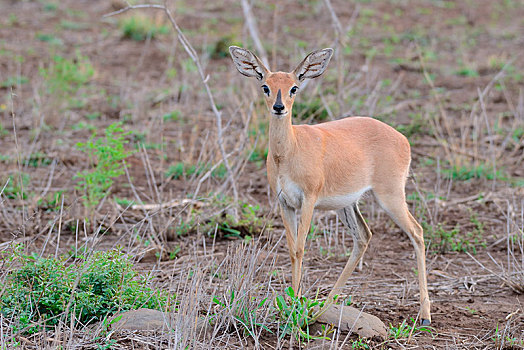 小岩羚,成年,女性,克鲁格国家公园,南非,非洲