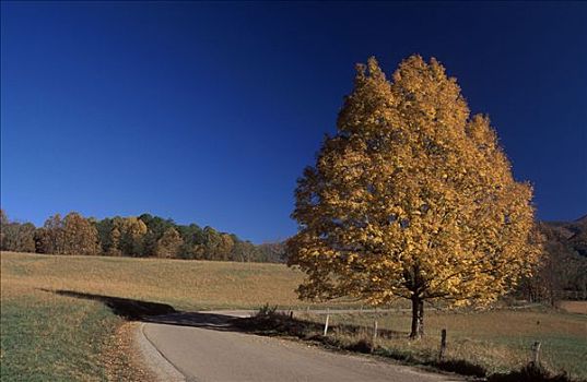 落叶树,大烟山国家公园,北卡罗来纳,美国