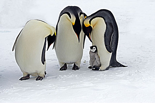 帝企鹅,三个,成年,幼禽,南极