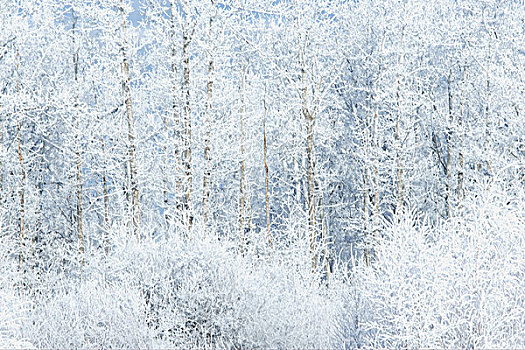 霜,树,树林