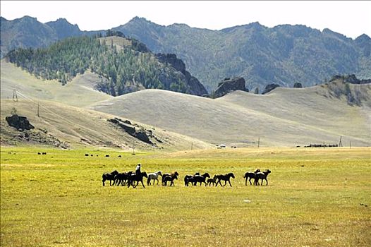 马,风景,草地,山峦,国家公园,蒙古