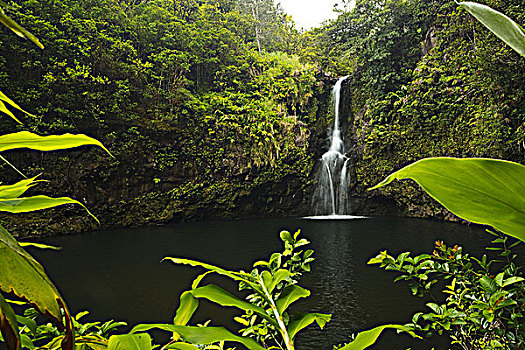夏威夷,毛伊岛,漂亮,瀑布,水池,茂密,绿色植物