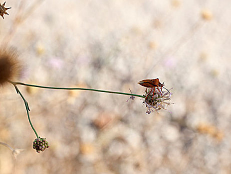 昆虫,干花