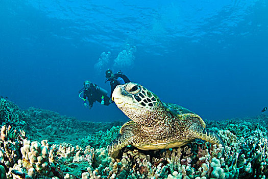 毛伊岛,潜水者,绿海龟
