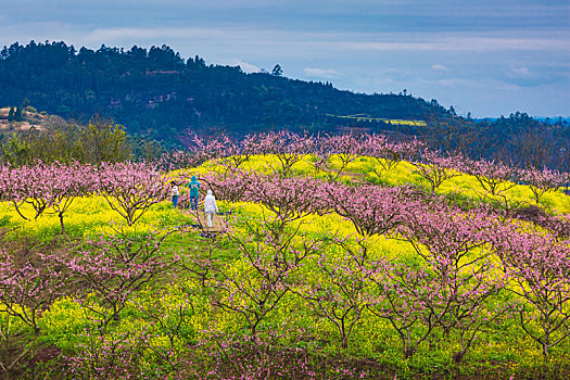 大营山桃花