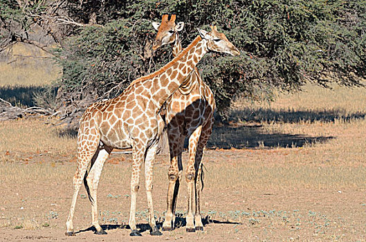 长颈鹿,雌性,雄性,站立,卡拉哈迪大羚羊国家公园,北开普,南非,非洲