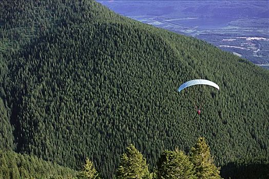 人,滑伞运动,上方,树,不列颠哥伦比亚省,加拿大