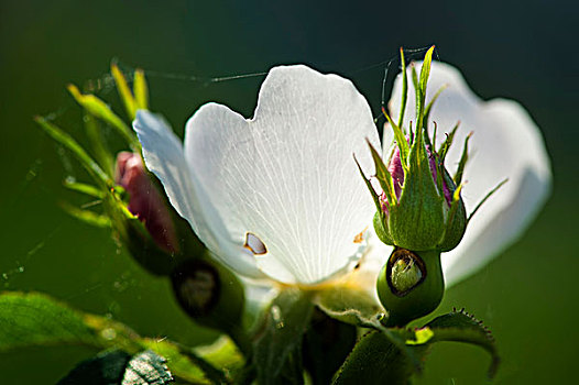白头翁,银莲花属