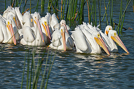 成群,白色,鹈鹕,排列,开端,美洲白鹈鹕,湿地,佛罗里达,美国
