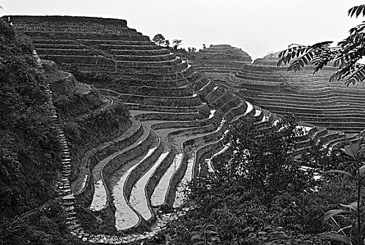 桂林龙胜金坑梯田风光