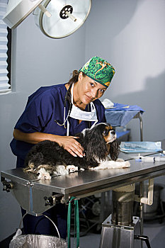 兽医,狗,桌上,手术室
