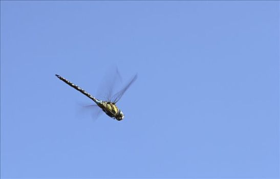 飞,蜻蜓