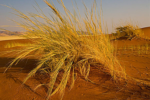 草,沙子,沙丘,纳米布沙漠,纳米比亚,非洲