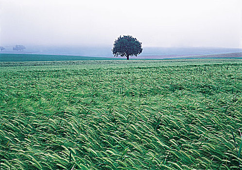 树,稻田,土地