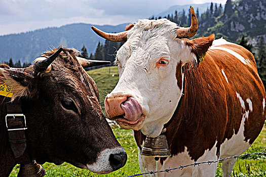 两个,高山,母牛,展示,情感,巴伐利亚阿尔卑斯山,上巴伐利亚,德国,欧洲