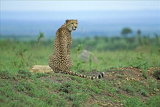 印度豹,猎豹,坐,小,山,马赛马拉,肯尼亚