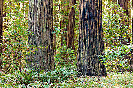 两个,红杉,树干,洪堡红杉州立公园,加利福尼亚,美国
