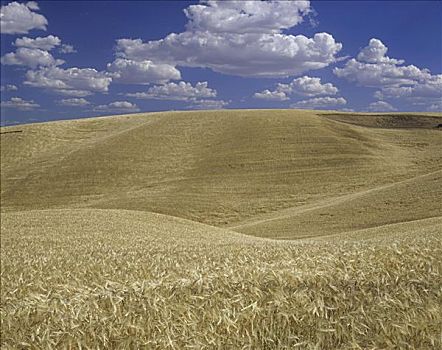 小麦,华盛顿,美国