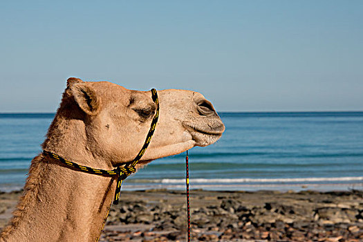 澳大利亚,凯布尔海滩,骆驼,印度洋,大幅,尺寸