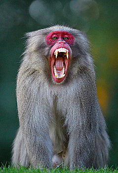 日本猕猴,雪猴,嘴,宽,张嘴,威胁,手势,强势,俘获