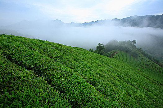 茶叶,茶园,茶山,春天,绿色
