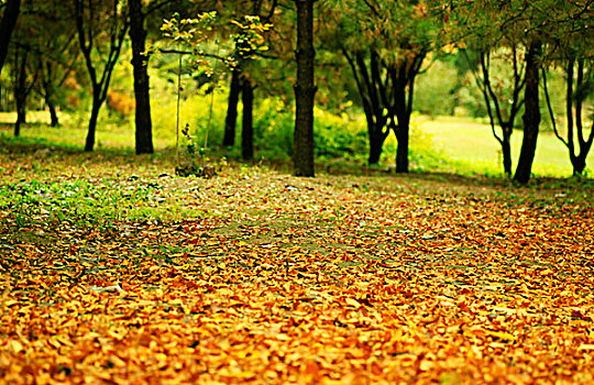 秋季林地