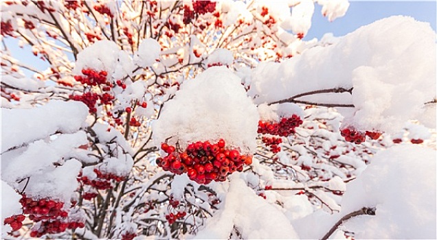 积雪,欧洲花楸