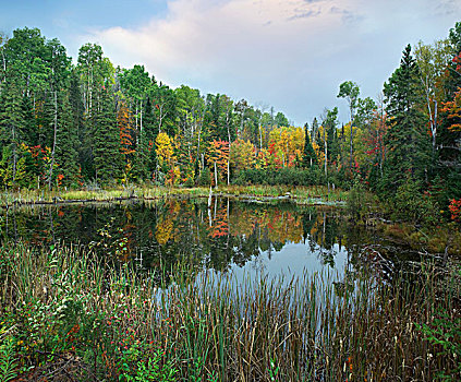 秋叶,阿尔冈金省立公园,安大略省,加拿大