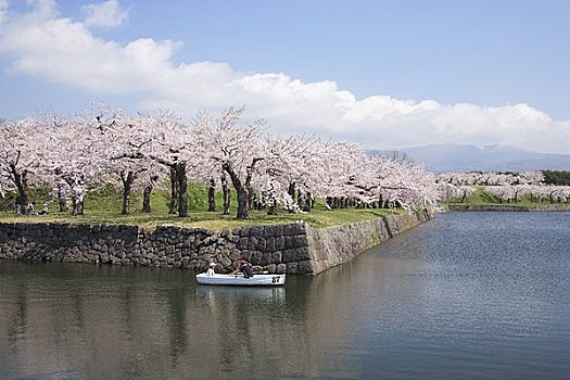 樱花,公园