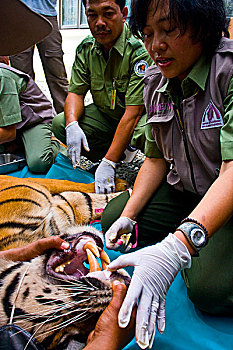 检查,状况,苏门答腊岛,虎,苏门答腊虎,自然资源,省,印度尼西亚,六月,2008年