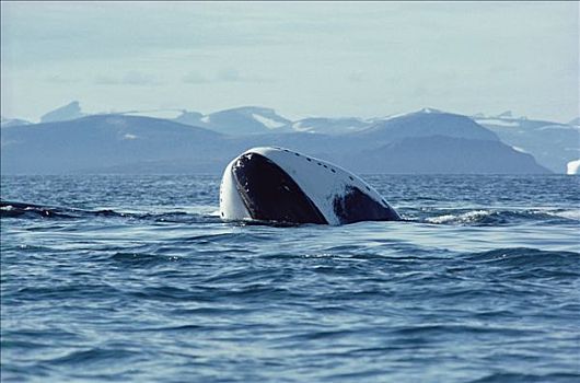 弓头鲸,幼小,晒太阳,水面,巴芬岛,加拿大