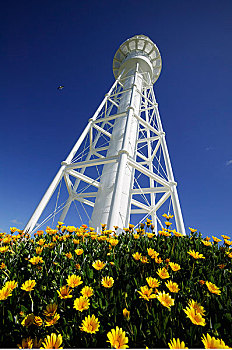 灯塔,上方,野花,国王岛,塔斯马尼亚,澳大利亚