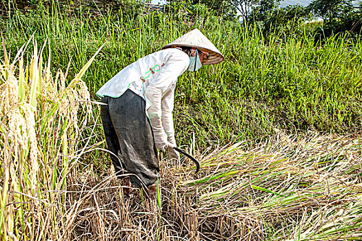 稻米,成熟,收获,刀,区域,越南,印度支那,东南亚,东方,亚洲