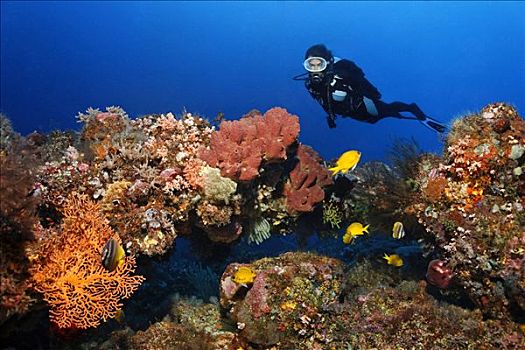 潜水者,完好,珊瑚礁,鱼,彩色,珊瑚,无脊椎动物,冈加,岛屿,螃蟹船,北苏拉威西省,印度尼西亚,海洋,太平洋,亚洲