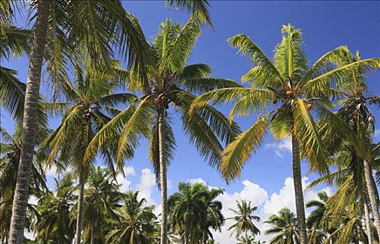 椰树,椰,种植园,靠近,多米尼加共和国,加勒比海