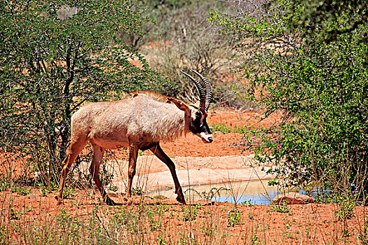 羚羊,成年,禁猎区,卡拉哈里沙漠,北角,南非,非洲