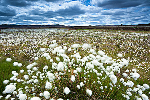 草,高沼地,凯恩戈姆国家公园,苏格兰高地,苏格兰