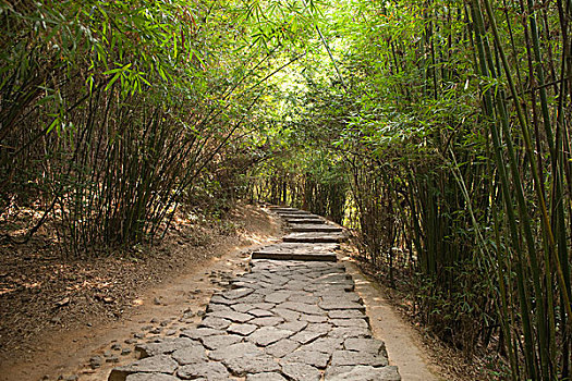 竹子,小路,武夷山,山,福建,中国