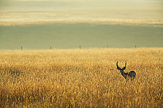 长耳鹿,公鹿,加拿大,草原,黎明,艾伯塔省