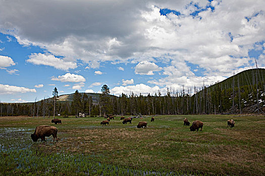 美洲野牛,野牛,牧群,黄石国家公园,怀俄明,爱达荷,蒙大拿,北美,美国