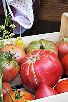 牛番茄,卡拉布里亚,品种,贝尔蒙特
